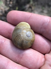 Zachrysia provisoria