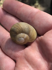 Zachrysia provisoria