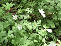 Anemonastrum flaccidum