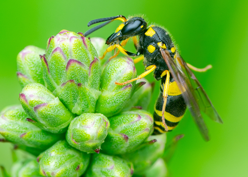 European tube wasp photo 3
