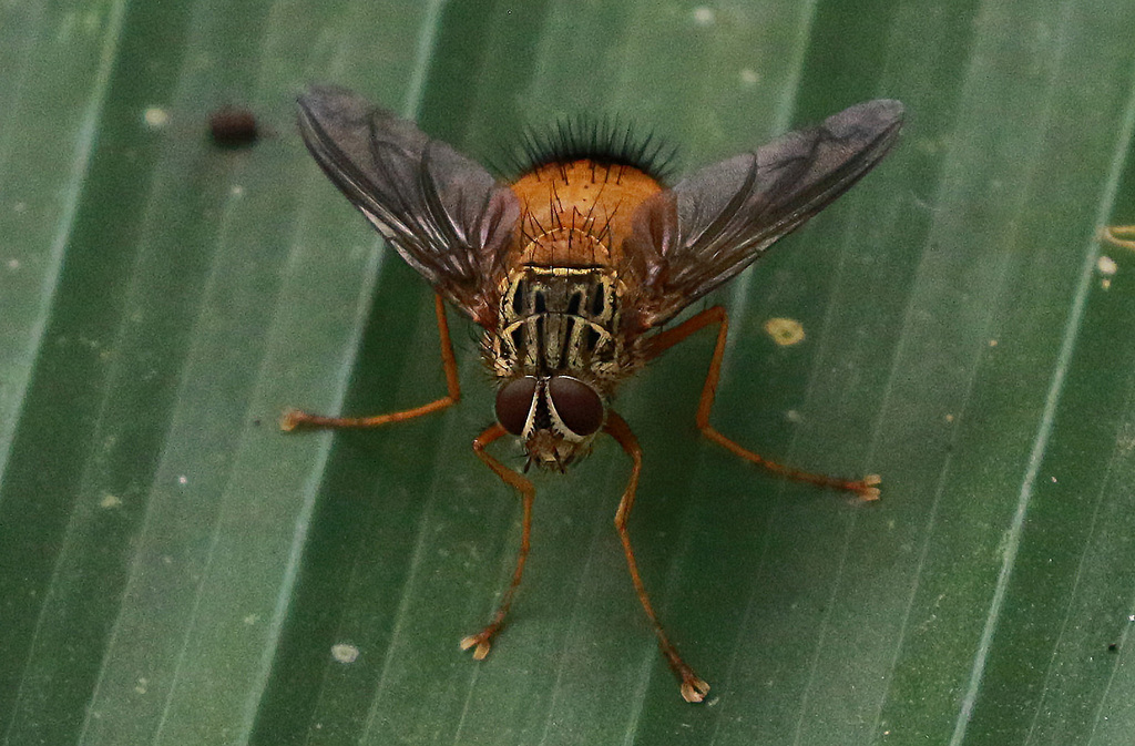 Macromya crocata