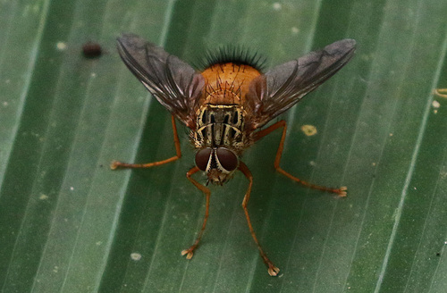 Macromya crocata