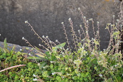 Trigonotis peduncularis