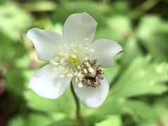 Anemonastrum flaccidum