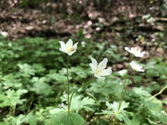 Anemonastrum flaccidum
