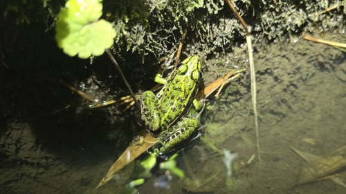 Black-spotted Frog