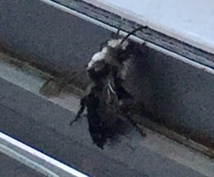 Melecta albifrons