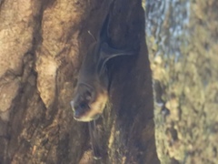 Taphozous melanopogon