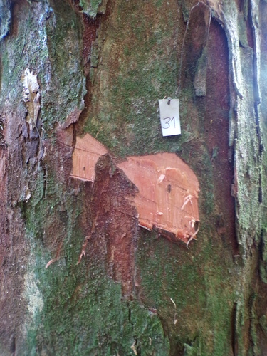 Piptadenia gonoacantha