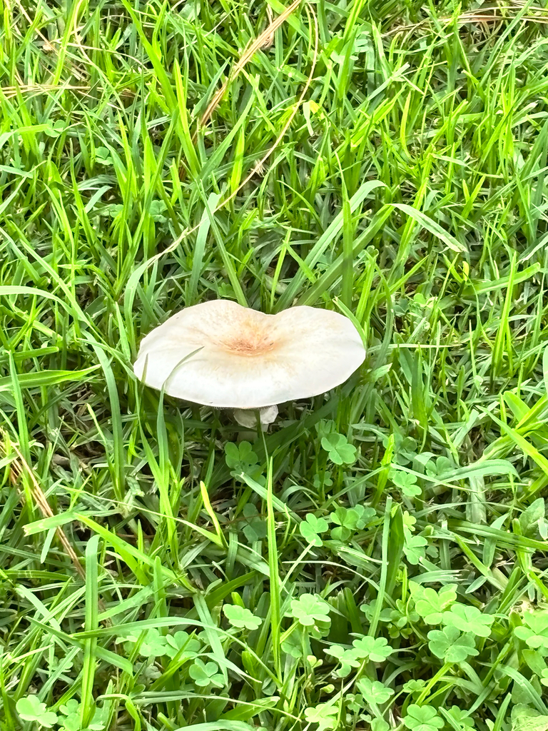 Meadow Mushroom · June 2026 · photo: Photo: (c) Ricardo Betancourt Sánchez, some rights reserved (CC BY) · iNaturalist