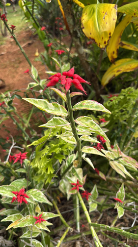 Euphorbia tithymaloides, 2026-02-02