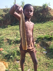 Mastacembelus armatus