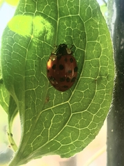 Harmonia axyridis