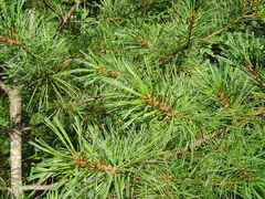 Pinus koraiensis