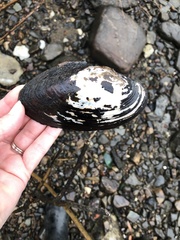 Utterbackiana implicata