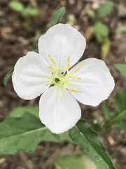 Oenothera tetraptera