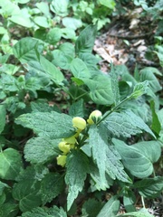 Lamium galeobdolon montanum