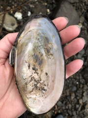 Utterbackiana implicata