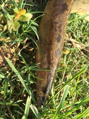 Mastacembelus armatus