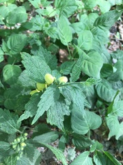 Lamium galeobdolon montanum