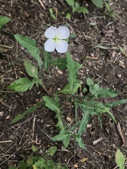 Oenothera tetraptera