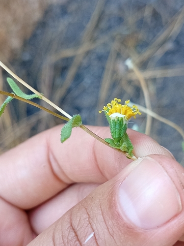 Layia glandulosa observed 2026-06-16