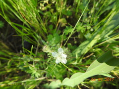 Hydrophylloideae