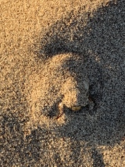 Pseudocotalpa giulianii