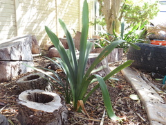 Clivia miniata miniata