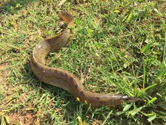 Mastacembelus armatus