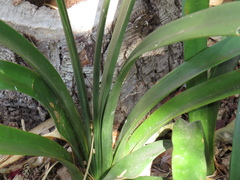 Clivia miniata miniata