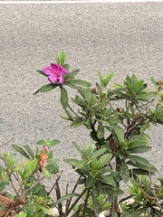 Rhododendron simsii