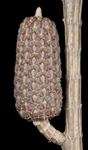 Allocasuarina lehmanniana