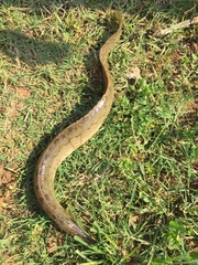 Mastacembelus armatus