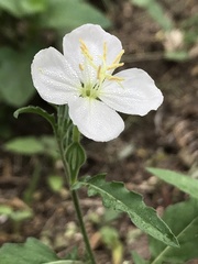 Oenothera tetraptera