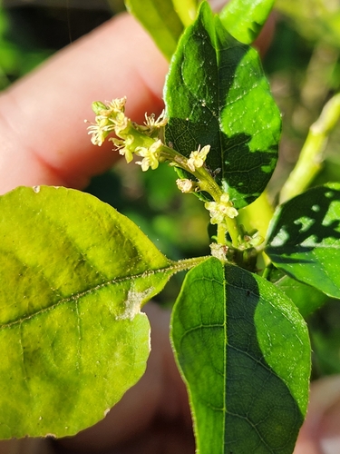 Monococcus echinophorus observed 2026-06-22