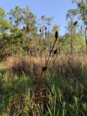 Xyris laxifolia iridifolia
