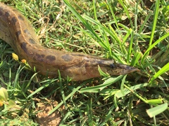 Mastacembelus armatus