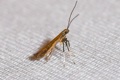 Caloptilia hypericella