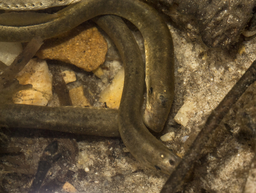 Lampetra aepyptera