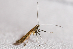 Caloptilia hypericella