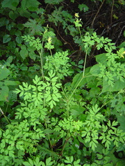 Corydalis ochotensis
