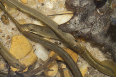 Mountain Brook Lamprey photo 5