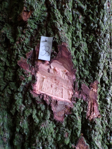 Cariniana estrellensis