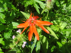 Silene fulgens
