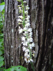 Actaea simplex