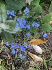 Brunnera macrophylla