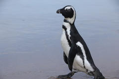 African Penguin photo 2