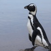פינגווין שחור-רגל - Photo (c) renehodges,  זכויות יוצרים חלקיות (CC BY-NC)
