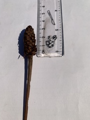 Xyris laxifolia iridifolia